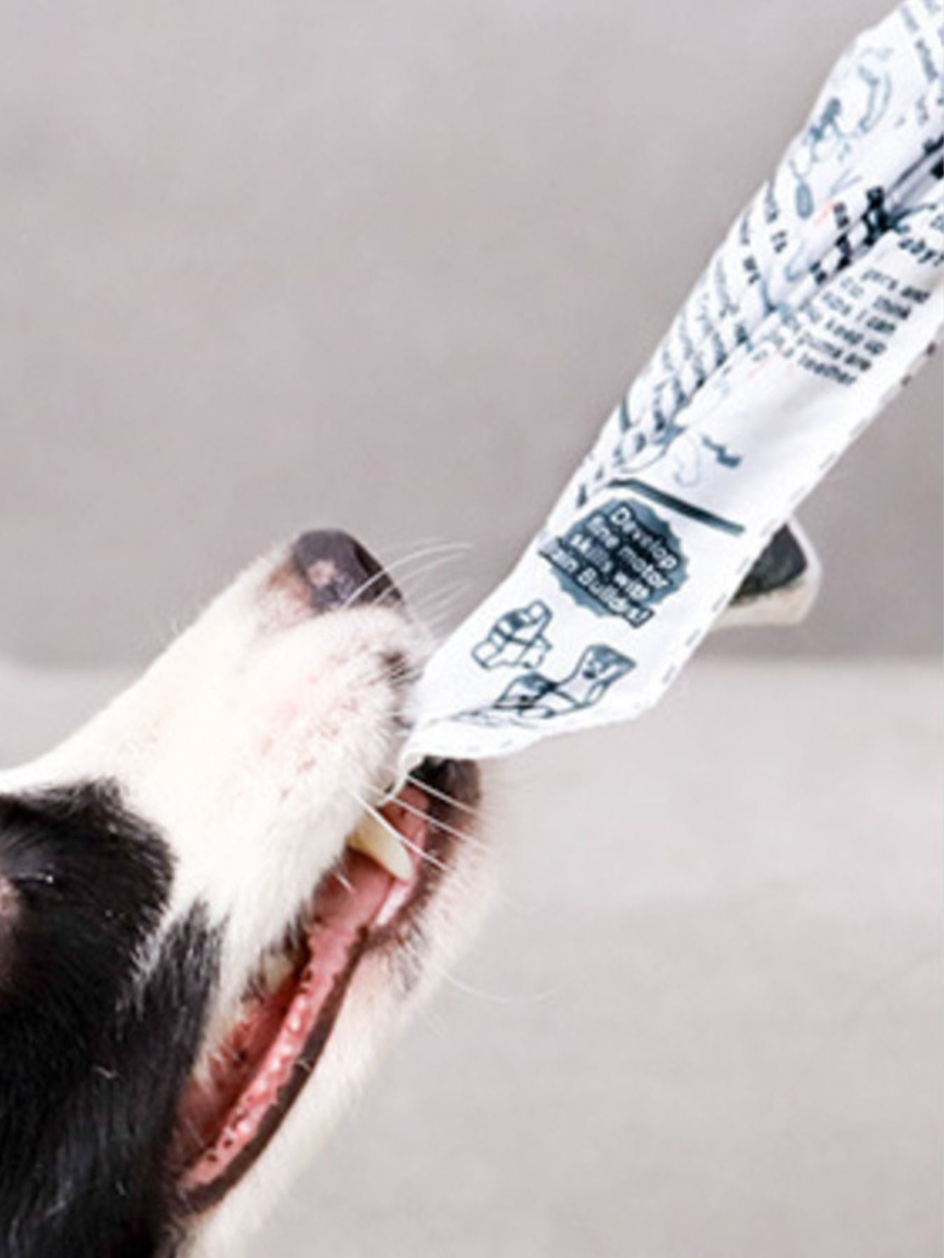 Newspaper Style Pet Sound Toy nicholesgifts